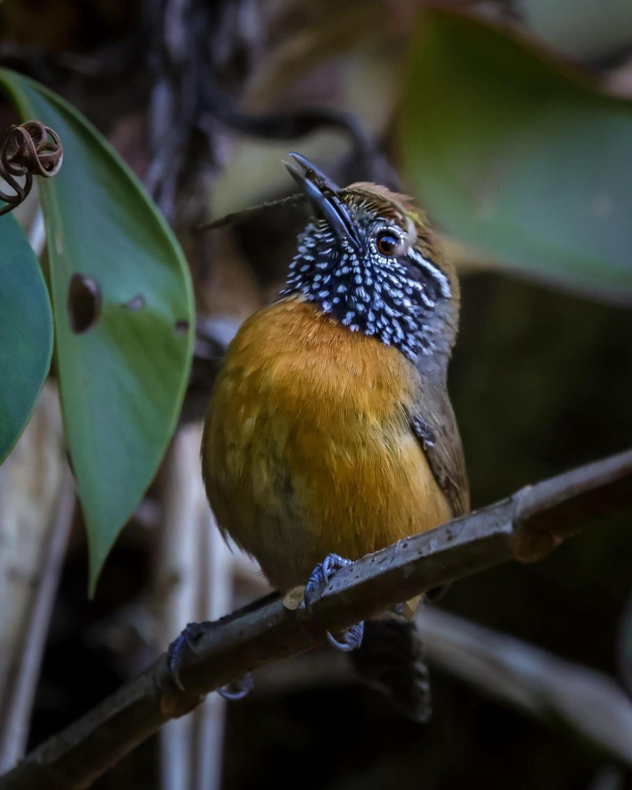 Talamanca Nature Reserve Rivas Dış mekan fotoğraf